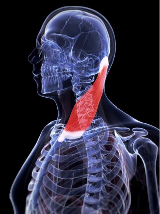 Sternocleidomastoid-Muscle